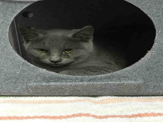 *PINOT NOIR (A158181)