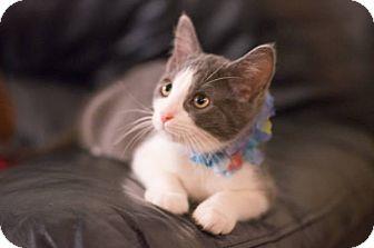 pip (18916985)