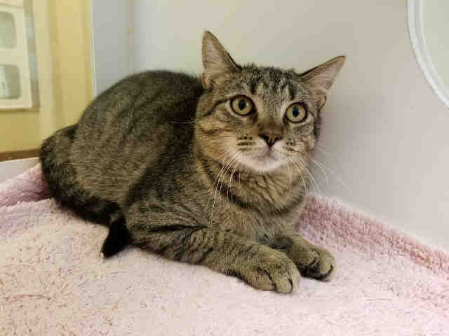 PIPKIN (A009963)