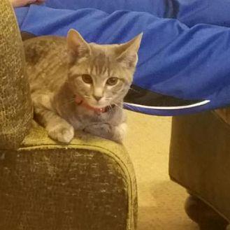 Pippa (20437528)