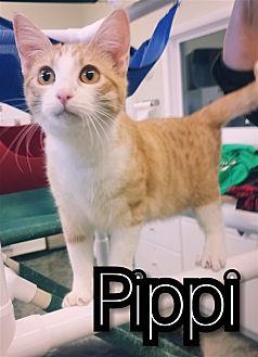 Pippi (19815335)
