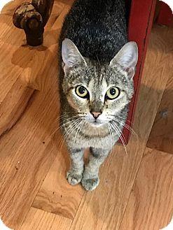 Pippin (18332999)
