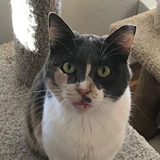 Pixel (20678304)