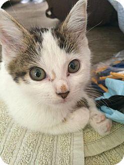 Pixie (15733612)