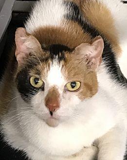Pixie, Purr- (19409573)