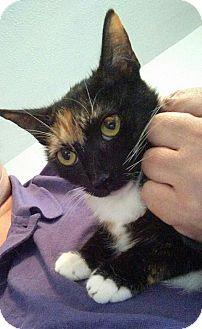 PJ-adoption (15471720)