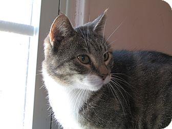 Pollyanna (10087868)