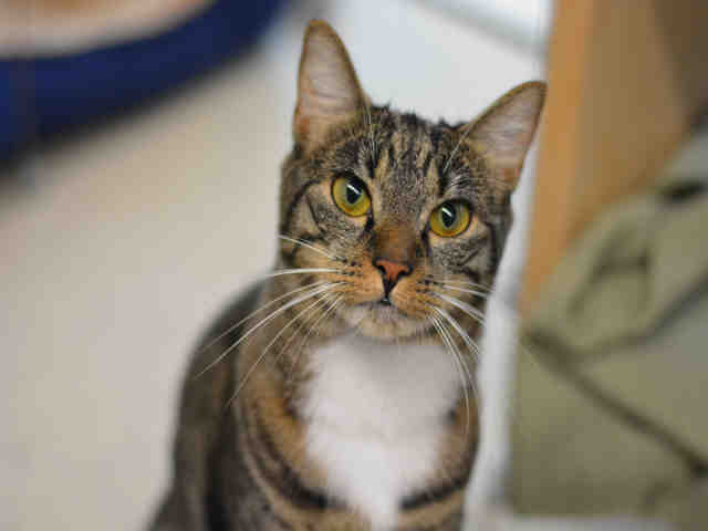 POPPY (A1936458)
