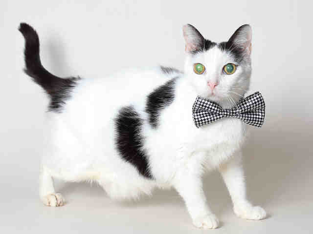 PORTER (A119628)