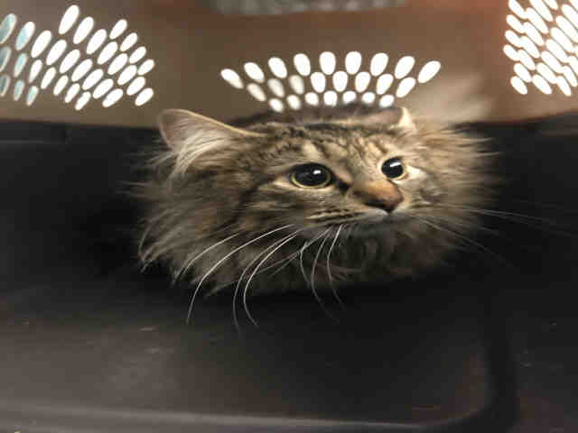 *PORTIA (A158329)