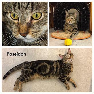Poseidon (19824534)