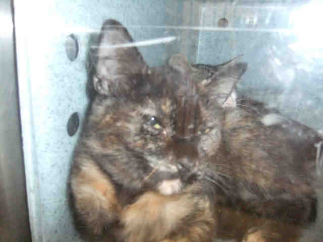 POSEY (A103895)