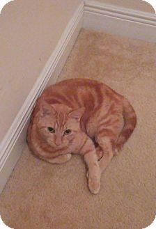 Pounce (17752005)