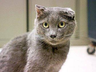 Pouncer (18951524)