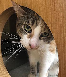 Pretty Kitty (18800460)