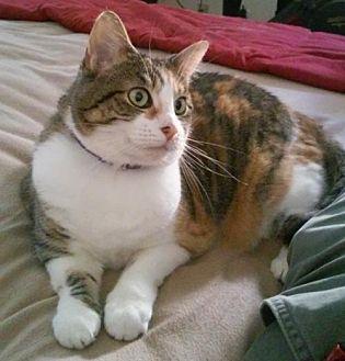 Pretty Kitty (18800460)
