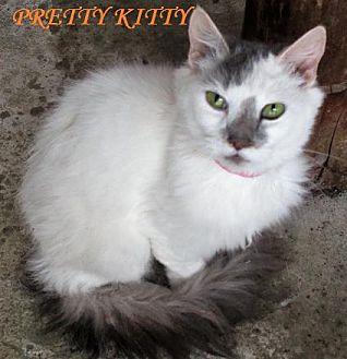 Pretty Kitty (20211920)
