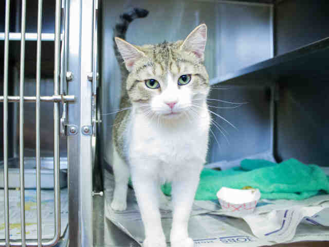 *PRINCE (A366751)