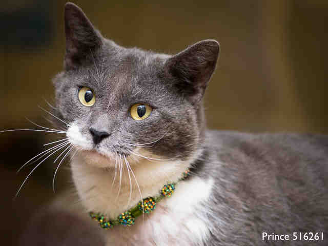 PRINCE (A516261)