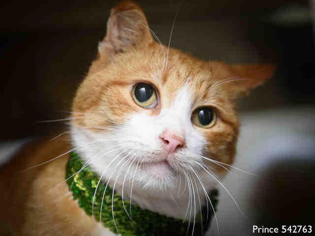 PRINCE (A542763)