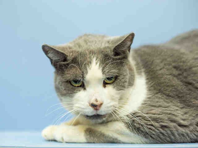 PRINCE (A720543)