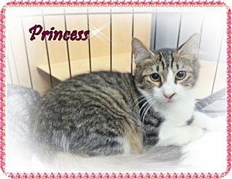 Princess (13382632)