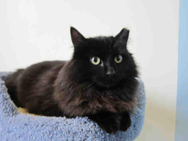 PRINCESS (A1039021)