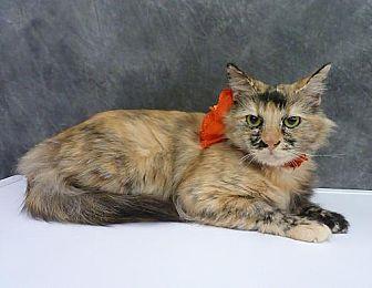 Priscilla (20335671)