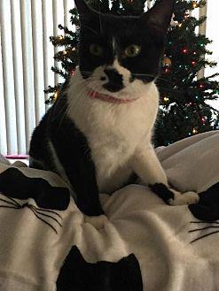 Prissy (15315202)