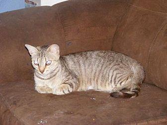 Prissy (19886920)