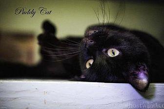 Puddy Cat (19129532)