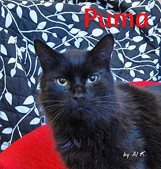 Puma (20314836)