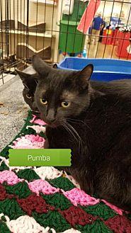Pumba (20420291)