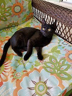 Pumpernickel (20152616)