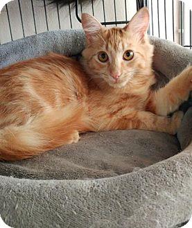 Pumpkin (16850621)