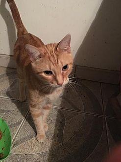 Pumpkin (17078173)