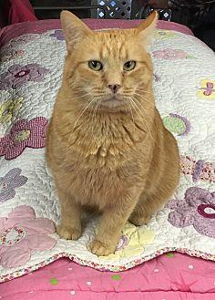 Pumpkin (19263733)