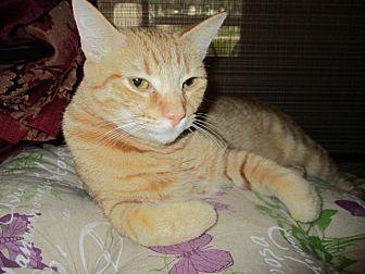 Pumpkin (19795380)