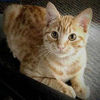 Pumpkin (19883960)