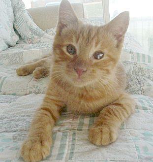 Pumpkin (20425164)