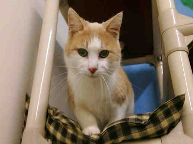 PUMPKIN (A148668)