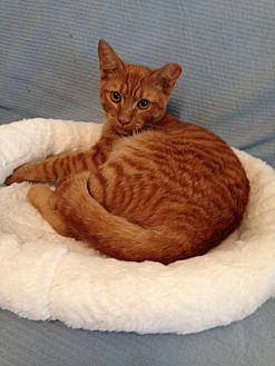 Pumpkin G (19752711)
