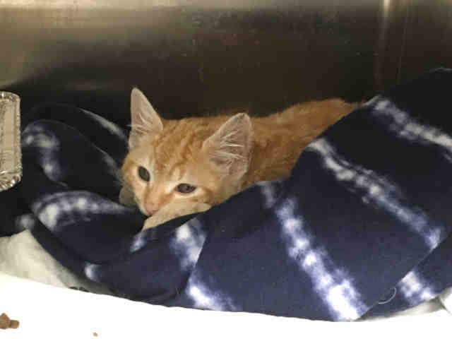 PUMPKIN PIE (A178470)