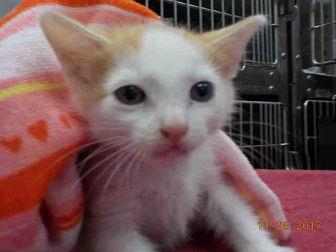 PUNKIN (20077293)