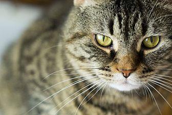 Purrdee (19863821)