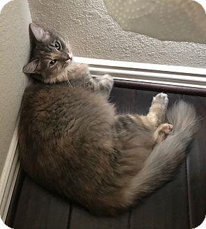 PurrSephone (18893261)