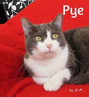 Pye (20096688)