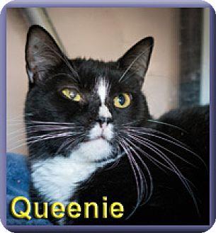Queenie (17108759)