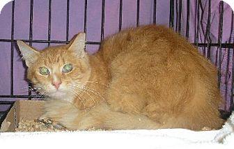 Quinn (Feral (15642107)