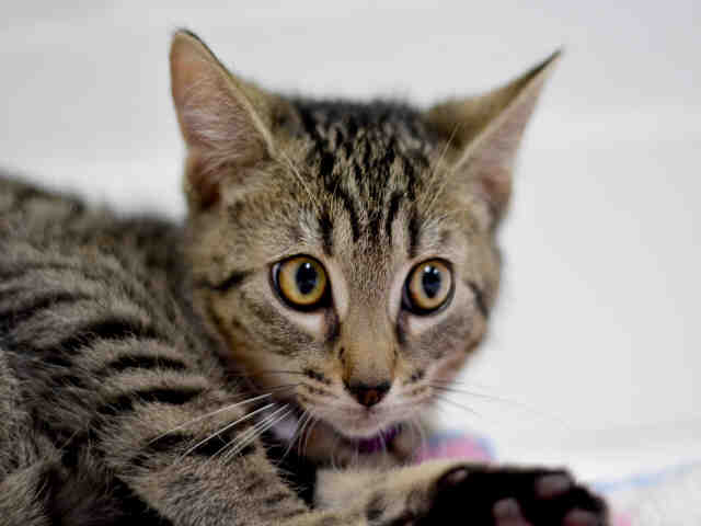 RAE (A1931755)